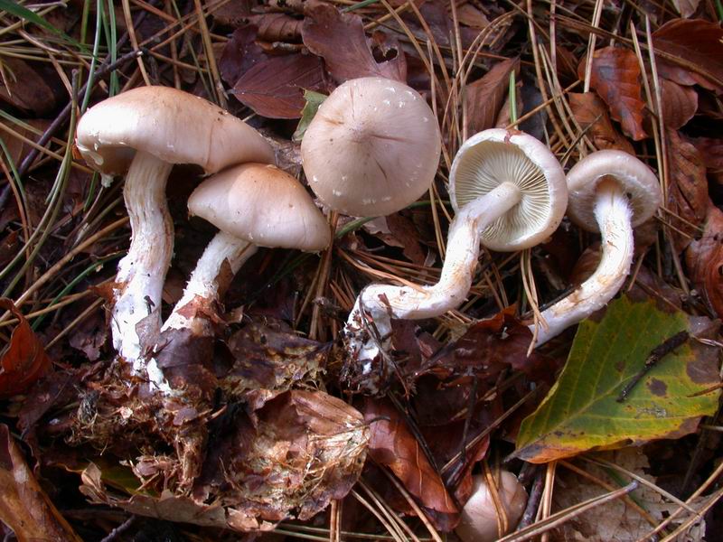 Pholiota lenta